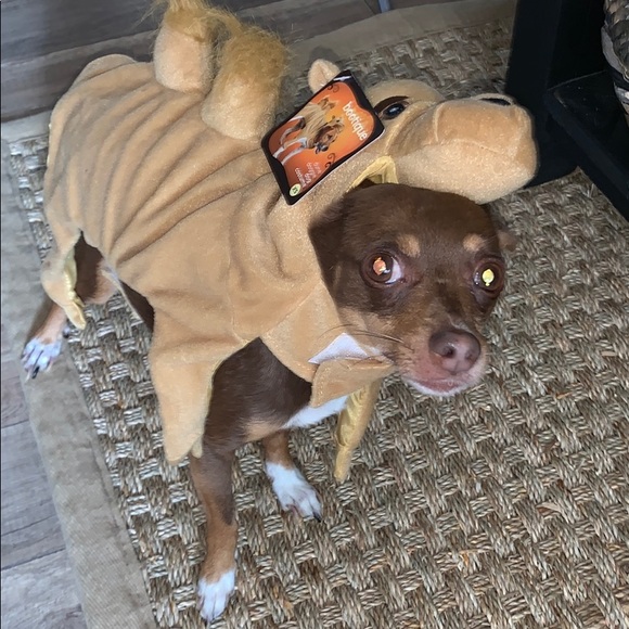 camel dog costume